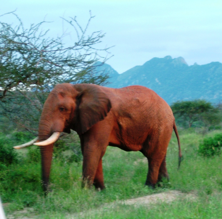 0605-kenia-tsavo-west-elefant-dscf4064