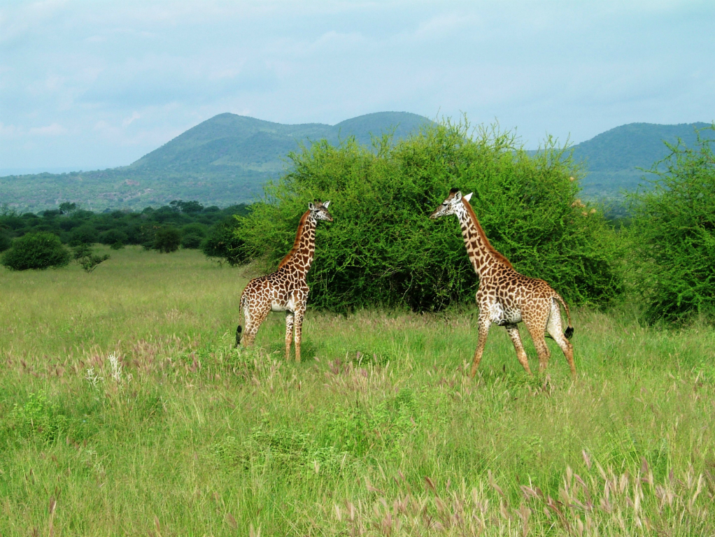 0605-kenia-tsavo-west-giraffen-dscf4121