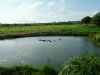 0605-kenia-tsavo-west-hippos-dscf4098