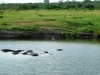 0605-kenia-tsavo-west-hippos-dscf4100