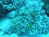 0610_hurghada-giftun_soraja-koralle-dscf4619