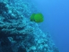 0610_hurghada-panorama_reef-dscf4863