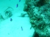 20090531-malediven-ziyaraifushi-himmelblauer_fueselier-dscf8518dscf8527