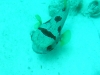 20090531-malediven-ziyaraifushi-igelfisch-dscf8518dscf8528
