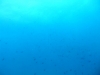 20090602-malediven-leos_reef-dscf8688