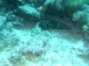 20090602-malediven-leos_reef-igelfish-dscf8672