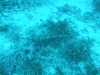 20090608-malediven-makundu_inside-blaupunkt_floetenfisch-dscf9045