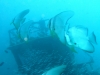 20090609-malediven-hembadhoo_wreck-fledermausfische-dscf9110
