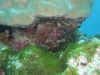 20090610-malediven-yellow_reef-rotfeuerfisch-dscf9195